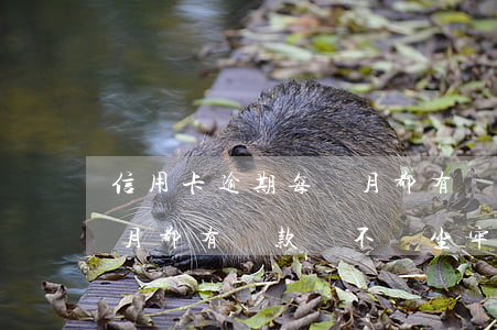 信用卡逾期每個月都有還款(信用卡逾期每個月都有還款會不會坐牢)