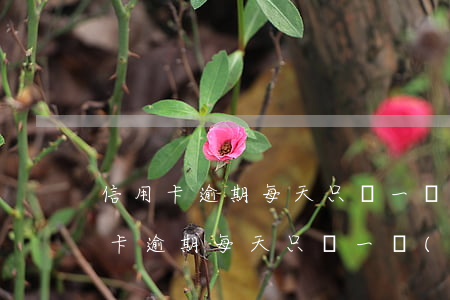 信用卡逾期每天只還一點(diǎn)(信用卡逾期每天只還一點(diǎn))