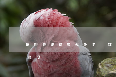 信用卡逾期每天多少錢(你們的信用卡逾期多久了)