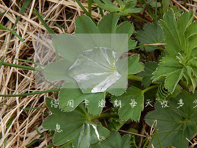 信用卡逾期每天收多少的利息(信用卡 逾期利息)