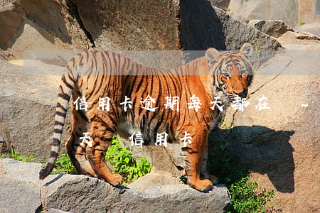 信用卡逾期每天都在還-超時(shí)一天還信用卡