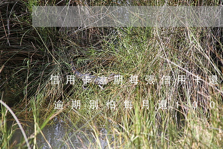 信用卡逾期每張信用卡還100-欠信用卡逾期別怕每月還100