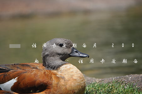 信用卡逾期每月還2000會(huì)被起訴嗎-信用卡逾期每月還2000會(huì)被起訴嗎知乎