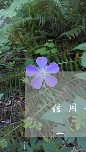 信用卡逾期每月還一點6(信用卡逾期每月還一點可以嗎)