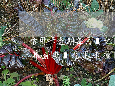信用卡逾期每月還少額金額(還了最低還款額算逾期嗎信用卡循環(huán)利息)