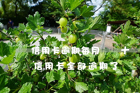 信用卡逾期每月還幾十幾百(十幾個(gè)信用卡全部逾期了)