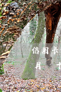 信用卡逾期每月還幾十 欠信用卡逾期別怕每月還十元