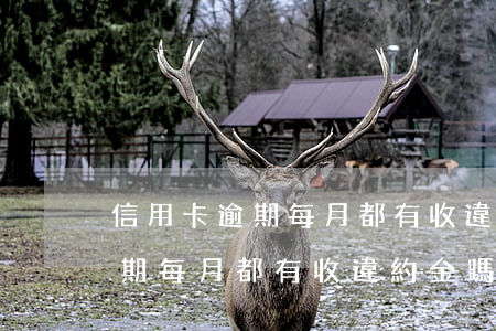 信用卡逾期每月都有收違約金嗎-信用卡逾期每月都有收違約金嗎怎么辦