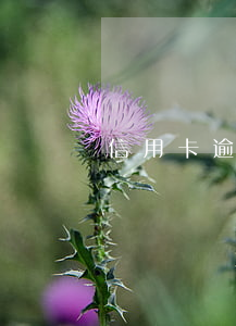 信用卡逾期每期還五元(信用卡逾期了五天)