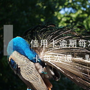 信用卡逾期每次還一點還是被起訴-欠信用卡每次還一點,被起訴了