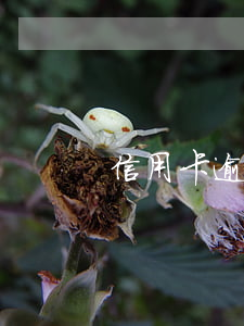 信用卡逾期每次還點(diǎn)行不