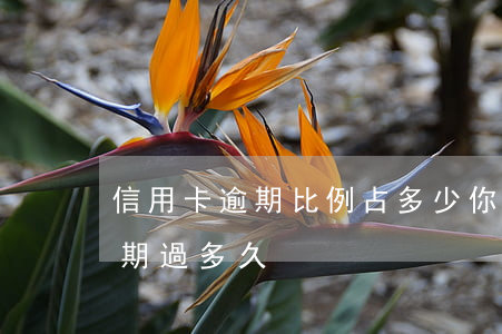 信用卡逾期比例占多少(你們的信用卡最長逾期過多久)
