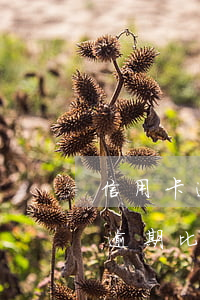 信用卡逾期比网贷逾期严重是不是-信用卡逾期比网贷逾期严重是不是被起诉了
