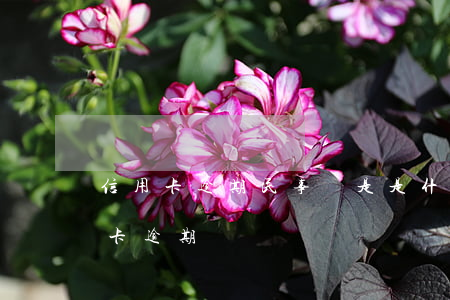 信用卡逾期民事則是是什么意思(怎么叫信用卡逾期)