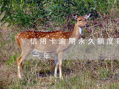 信用卡逾期永久額度(四萬額度的信用卡逾期一年)