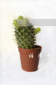 信用卡逾期求助提問-信用卡逾期求助提問