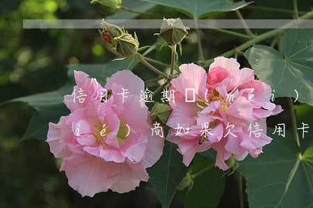 信用卡逾期沒(méi)困難證明不協(xié)商(如果欠信用卡沒(méi)有辦法還協(xié)商不了怎么辦?)