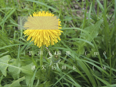 信用卡逾期沒(méi)完網(wǎng)逃(欠信用卡網(wǎng)貸跑路后果)