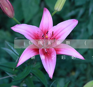 信用卡逾期沒(méi)能還清全款(信用卡逾期之后必須全款歸還嗎?)