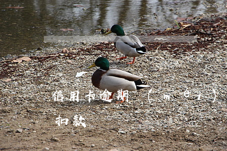 信用卡逾期沒(méi)自動(dòng)扣款