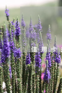 信用卡逾期沒(méi)還半年賬單沒(méi)了(有沒(méi)有信用卡逾期一年以上沒(méi)還的)