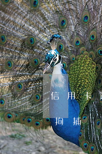 信用卡逾期沒(méi)還會(huì)被拘捕嗎(信用卡逾期沒(méi)還會(huì)被拘捕嗎)