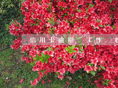 信用卡逾期沒工作沒收入