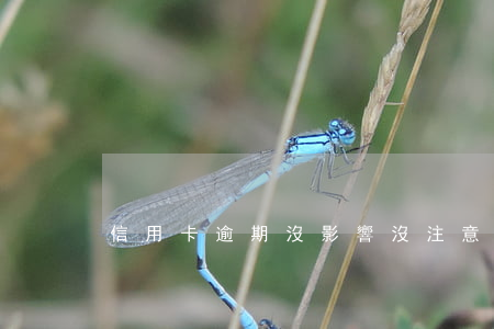 信用卡逾期沒影響 沒注意信用卡逾期了