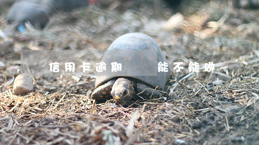 信用卡逾期沒換能不能做飛機