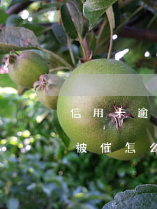 信用卡逾期沒有催款記錄(信用卡逾期了一直被催怎么辦)