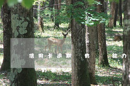 信用卡逾期沒有償還能力(信用卡逾期無力償還有怎么辦)