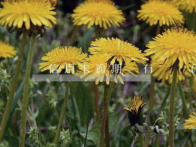 信用卡逾期沒有凍結(jié)卡