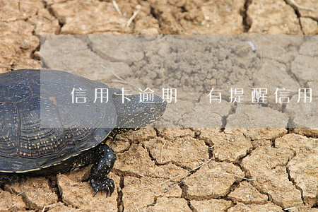信用卡逾期沒有提醒(信用卡逾期沒有提醒嗎)