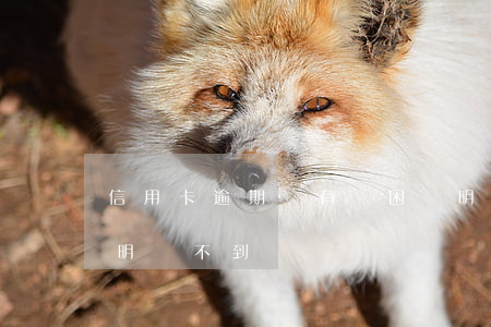 信用卡逾期沒有貧困證明(信用卡逾期貧困證明開不到)
