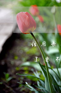 信用卡逾期沒有還錢(本人不在了信用卡逾期了要不要還款)