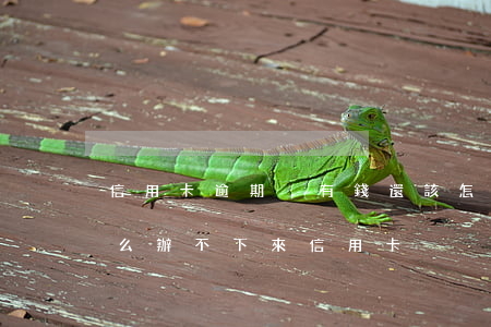 信用卡逾期沒有錢還該怎么辦(沒有逾期為什么辦不下來信用卡)