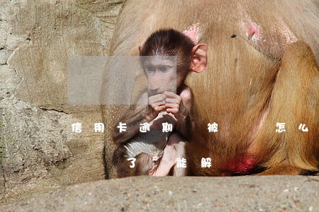 信用卡逾期沒被凍結怎么辦(因逾期信用卡被凍結了還能解凍嗎)