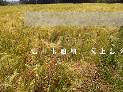 信用卡逾期沒還上怎么辦(信用卡逾期了還不上)