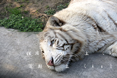 信用卡逾期沒還上會(huì)怎樣(信用卡逾期沒還上會(huì)怎樣)