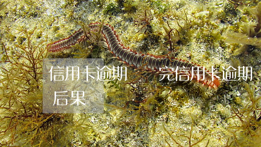 信用卡逾期沒還完(信用卡逾期沒還完有什么后果)