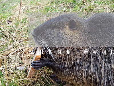 信用卡逾期沒還完可以注銷嗎