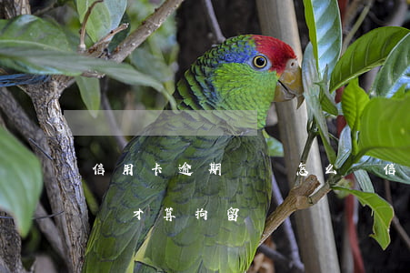 信用卡逾期沒還怎么樣(信用卡逾期沒還怎么樣才算拘留)