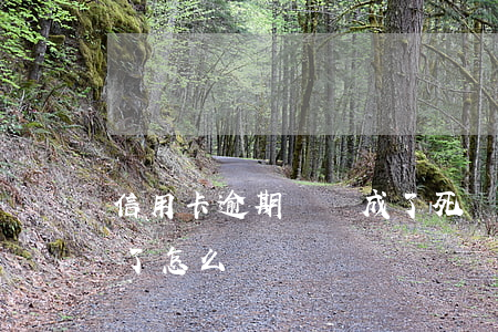 信用卡逾期沒還成了死賬(沒錢還信用卡逾期了怎么辦)