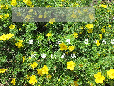 信用卡逾期沒還政審能過嗎(信用卡逾期沒還政審能過嗎)