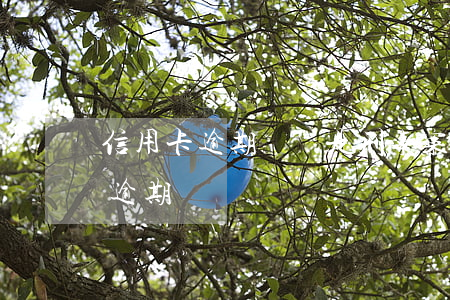 信用卡逾期沒還是刑事案件嗎(被刑拘信用卡逾期)