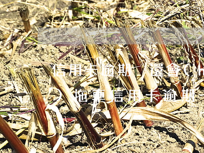 信用卡逾期沒還會(huì)不會(huì)拖車(信用卡逾期沒還會(huì)不會(huì)拖車)