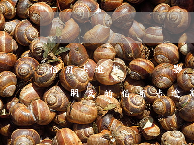 信用卡逾期沒還會影響聯(lián)系人嗎(朋友的信用卡逾期了聯(lián)系人受牽連嗎)
