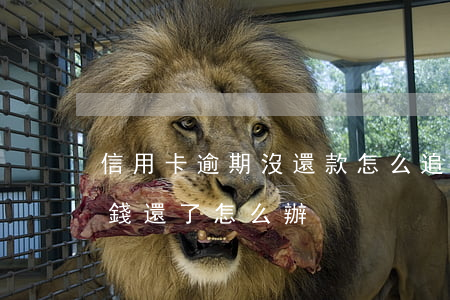 信用卡逾期沒還款怎么追(信用卡逾期實在沒錢還了怎么辦)