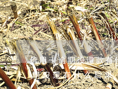 信用卡逾期沒還款有什么后果(如果信用卡逾期沒還有什么后果)
