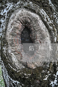 信用卡逾期沒還被抓要關多久(欠信用卡逾期幾個月會立案)
